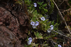 Campanula feijoana