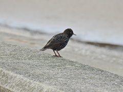 Sturnus vulgaris