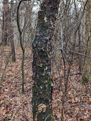 Phloeotribus liminaris