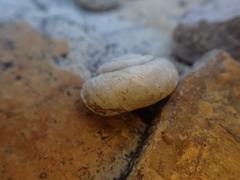 Helminthoglypta traskii