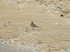 Motacilla alba yarrellii