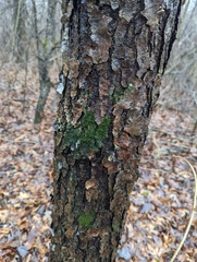 Phloeotribus liminaris