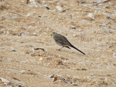 Motacilla alba yarrellii