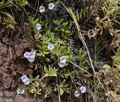 Campanula feijoana