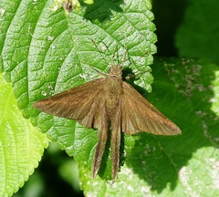 Eudamini