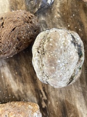 Sacoglottis amazonica