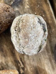 Sacoglottis amazonica