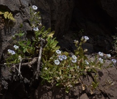 Campanula feijoana