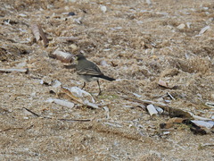 Motacilla alba yarrellii