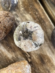 Sacoglottis amazonica