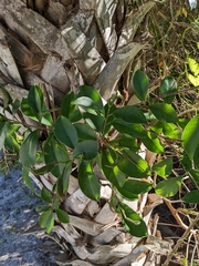 Ficus aurea