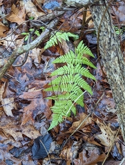 Dryopteris carthusiana