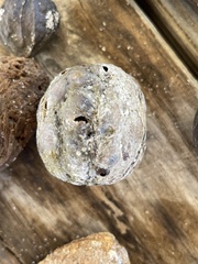 Sacoglottis amazonica