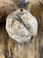 Sacoglottis amazonica