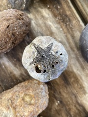 Sacoglottis amazonica