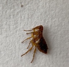 Paraceras melis