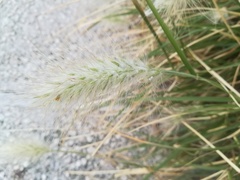Cenchrus longisetus