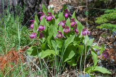 Cypripedium macranthos