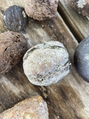 Sacoglottis amazonica