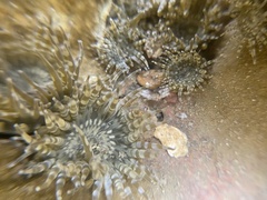 Anthopleura dixoniana