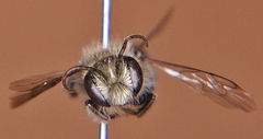 Osmia atriventris