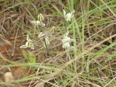 Eriospermum capense