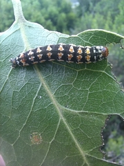 Hypocala deflorata