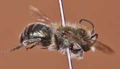 Osmia atriventris