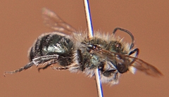 Osmia atriventris