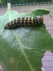 Hypocala deflorata