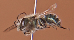 Osmia atriventris