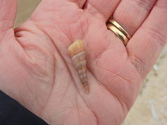 Turritellinella tricarinata