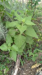 Austroeupatorium inulifolium