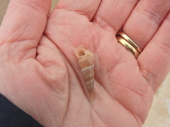 Turritellinella tricarinata