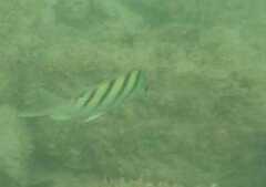 Abudefduf abdominalis