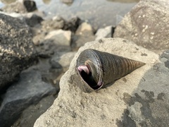 Telescopium telescopium