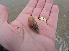 Aporrhais pespelecani