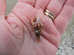 Aporrhais pespelecani