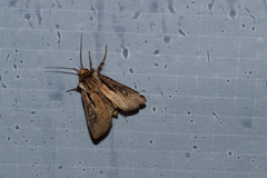Agrotis volubilis