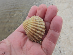 Acanthocardia echinata