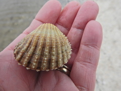 Acanthocardia echinata