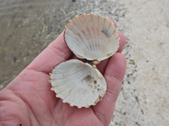 Acanthocardia echinata