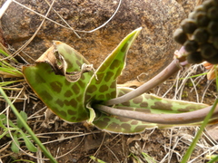 Ledebouria revoluta