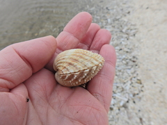 Acanthocardia echinata