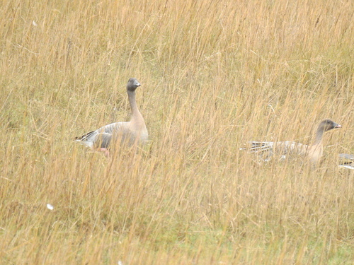 Ánsar piquicorto (Anser brachyrhynchus)