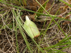 Ledebouria revoluta