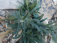 Johnstonella angustifolia