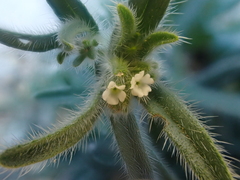 Johnstonella angustifolia
