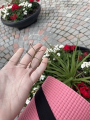 Diapheromera femorata