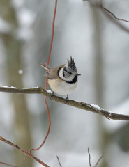 Lophophanes cristatus